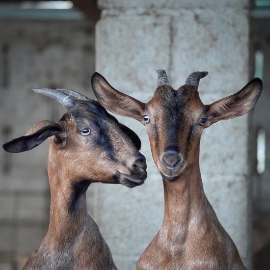 ayas-touch-back-to-wilderness-retreat-7